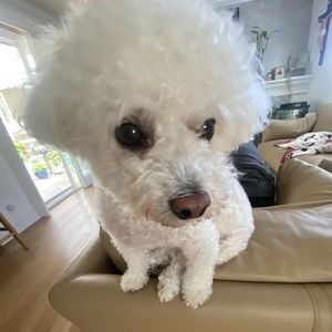 Meet your Posher, Maxwell